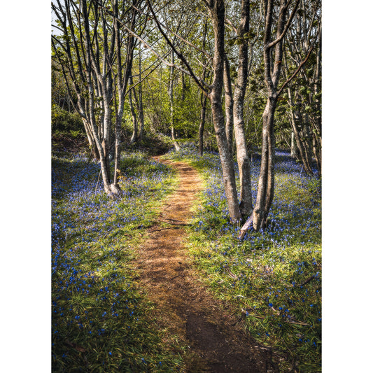 A tranquil forest path on the Isle surrounded by Bluebells at Mottistone flowers in bloom by Available Light Photography.