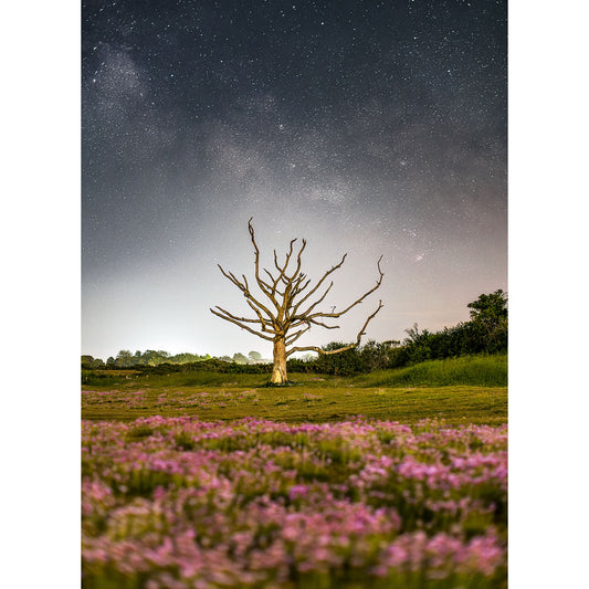 A Milky Way over The Fairy Tree stands under a starry night sky on the Isle of Wight, surrounded by a field of purple flowers. - Available Light Photography