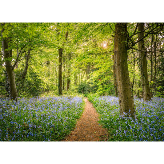 A serene woodland pathway on the Isle of Wight surrounded by lush green trees and a carpet of Bluebells from Havenstreet under dappled sunlight, captured beautifully by Available Light Photography.