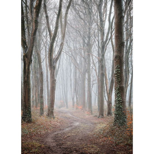 A path winds through a misty forest with bare trees in the Brighstone Forest by Available Light Photography on the Isle of Wight.