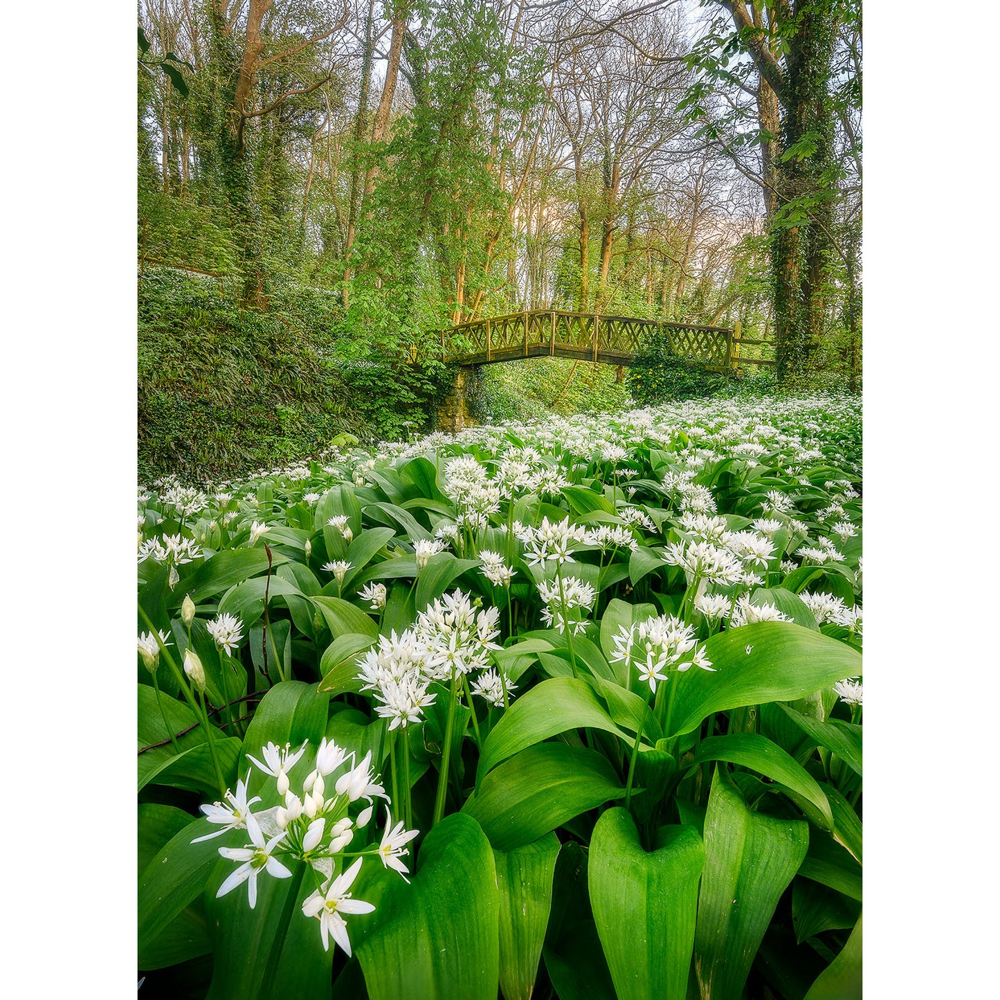 Shorwell by Available Light Photography captures a lush forest with wild garlic flowers beneath a metal footbridge and tall spring trees.