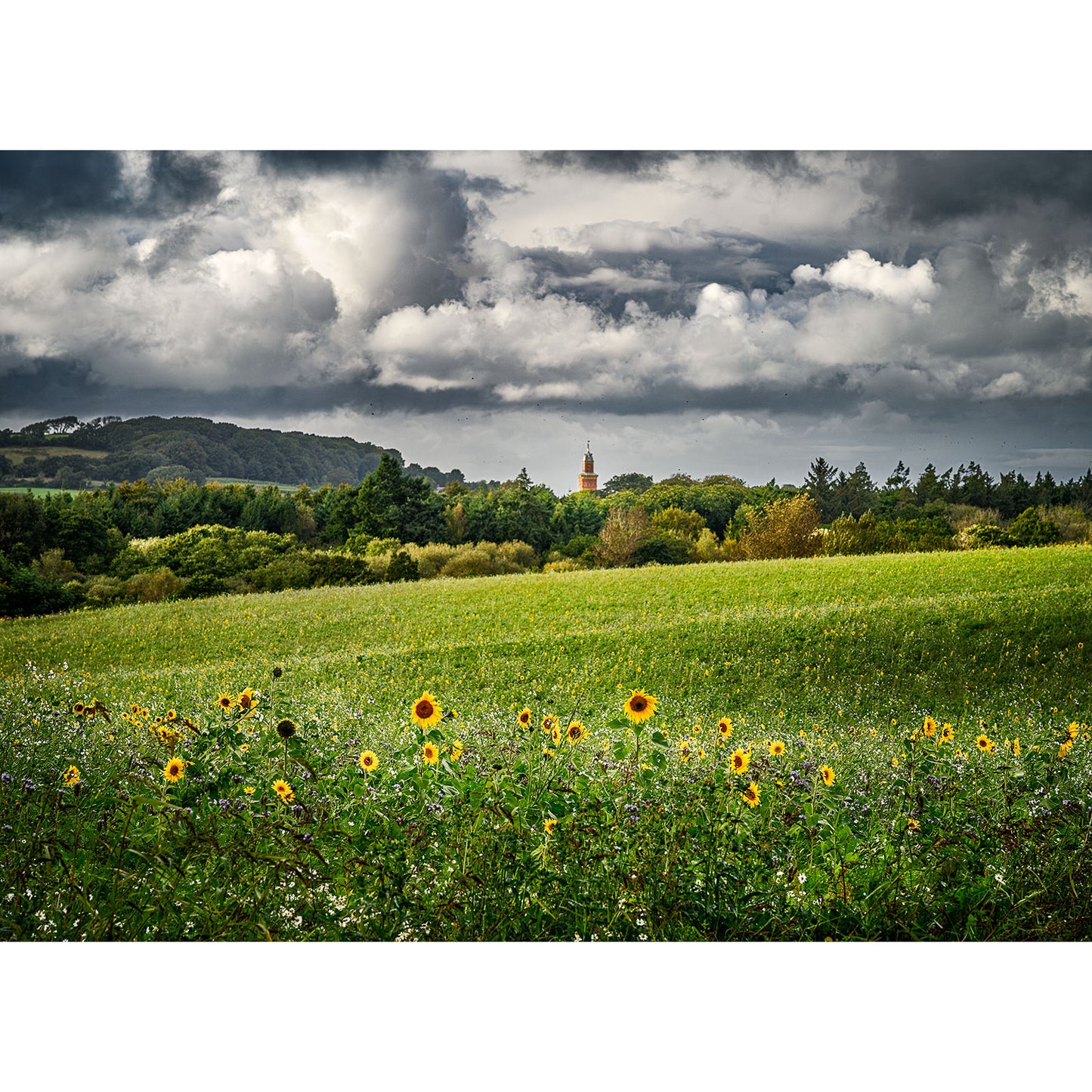 In the foreground, "Sunflowers, Whitecroft" by Available Light Photography captures a vibrant field of sunflowers that draws attention to a charming church tower nestled beneath a cloudy sky.
