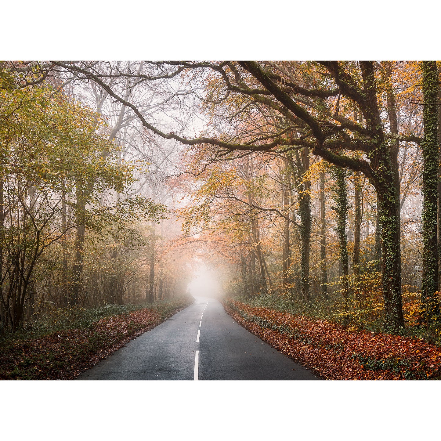 The Havenstreet, captured by Available Light Photography, features a narrow road marked by a white center line winding through an enchanting autumn forest. The trees showcase a vibrant canopy of orange and yellow leaves, while a gentle mist lingers in the distance, imparting an ethereal quality to the serene landscape.