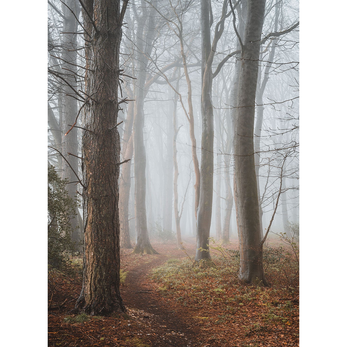 A narrow dirt path winds through Brighstone Forest, a foggy woodland from Available Light Photography, featuring tall, thin trees and sparse underbrush. The atmosphere is calm and misty, offering a serene escape; however, with the intriguing characteristics of Brighstone Forest, it feels as though more secrets might be uncovered just beyond the haze.