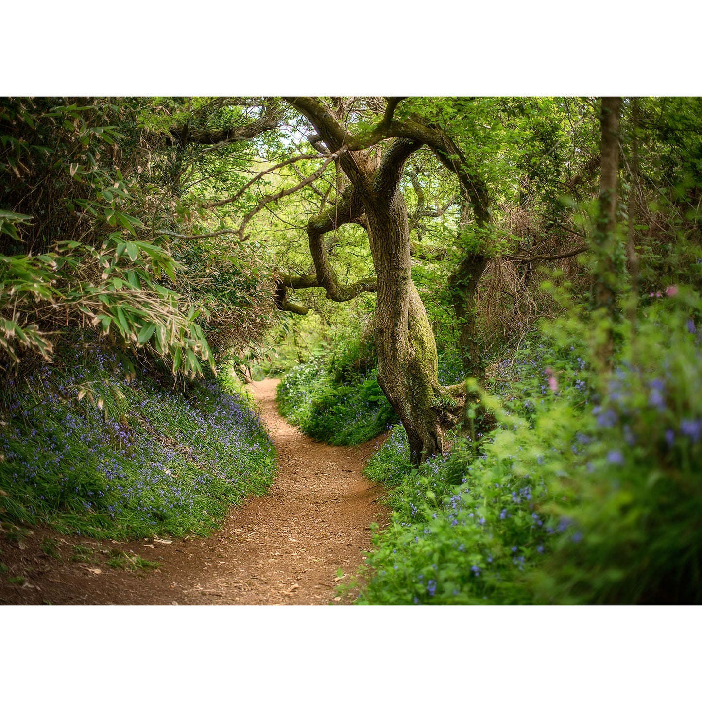 A narrow dirt path winds through dense woodland and bluebells, with wildflowers lining the trail and a gnarled tree overhead, capturing the tranquil charm of Mottistone by Available Light Photography.