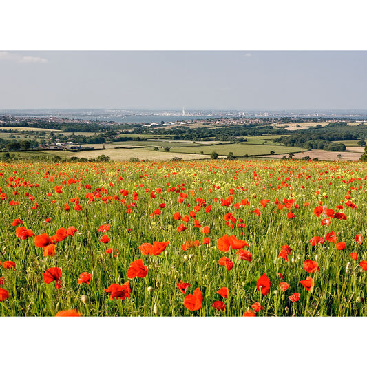 Poppies on Nunwell Down - Available Light Photography