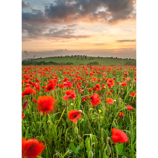 A vibrant Poppies on Nunwell Down field at sunset on the Isle with a colorful sky in the background by Available Light Photography.
