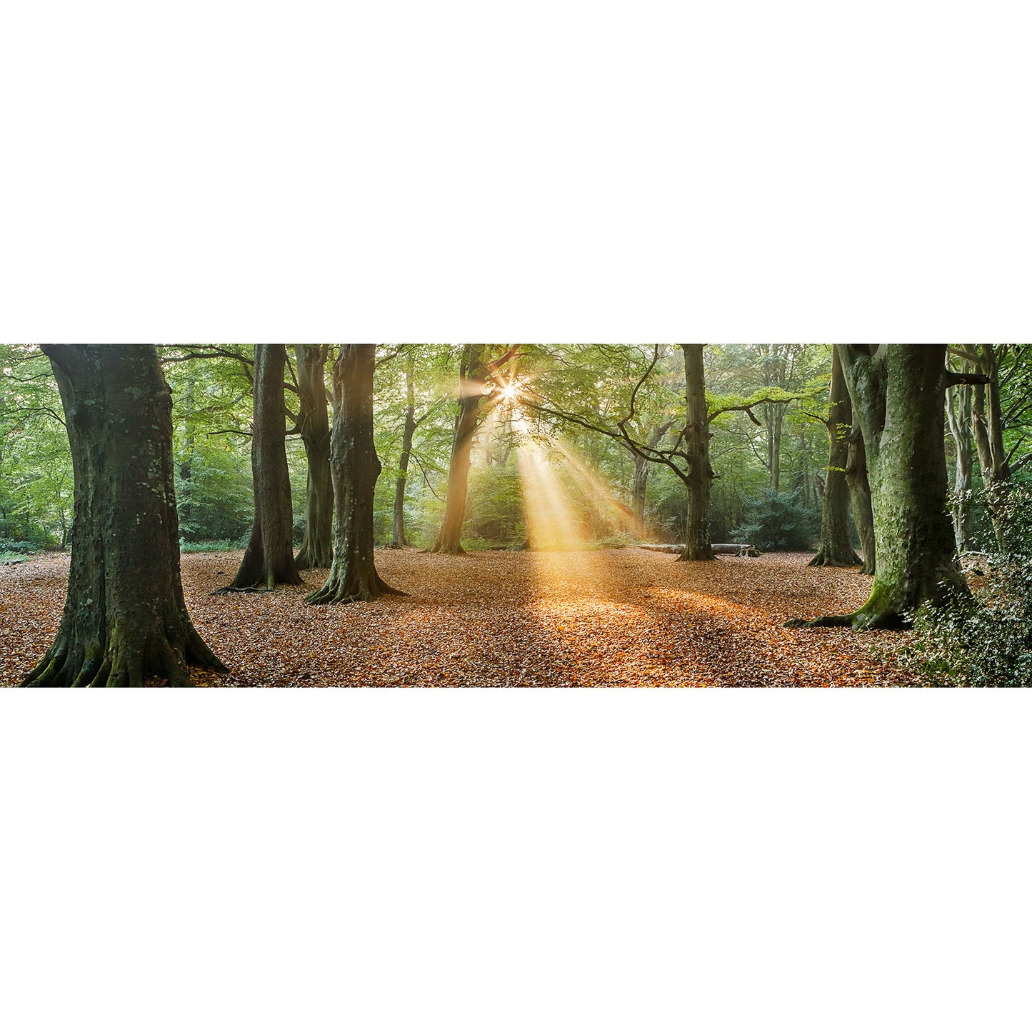 Borthwood Copse - Available Light Photography