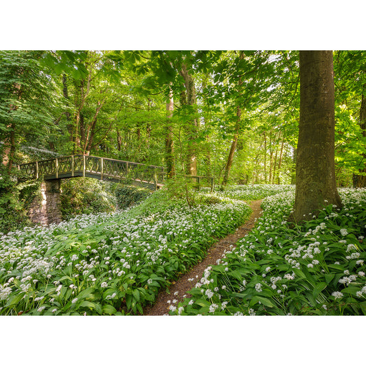 A serene woodland garden on the Isle of Wight with a winding path lined by white flowers leading to a bridge captured in the Shorwell Shute by Available Light Photography.