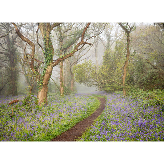 A winding path through a misty forest on the Isle of Wight, surrounded by blooming Bluebells from Borthwood Copse by Available Light Photography.