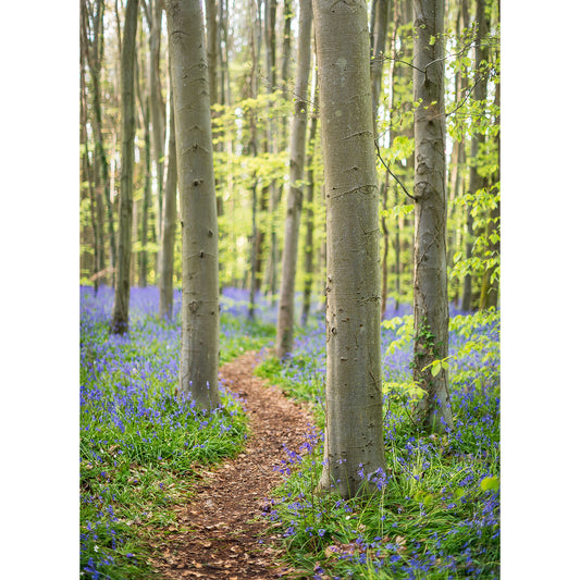 Bluebells at Calving Close Copse, Cowes - Available Light Photography