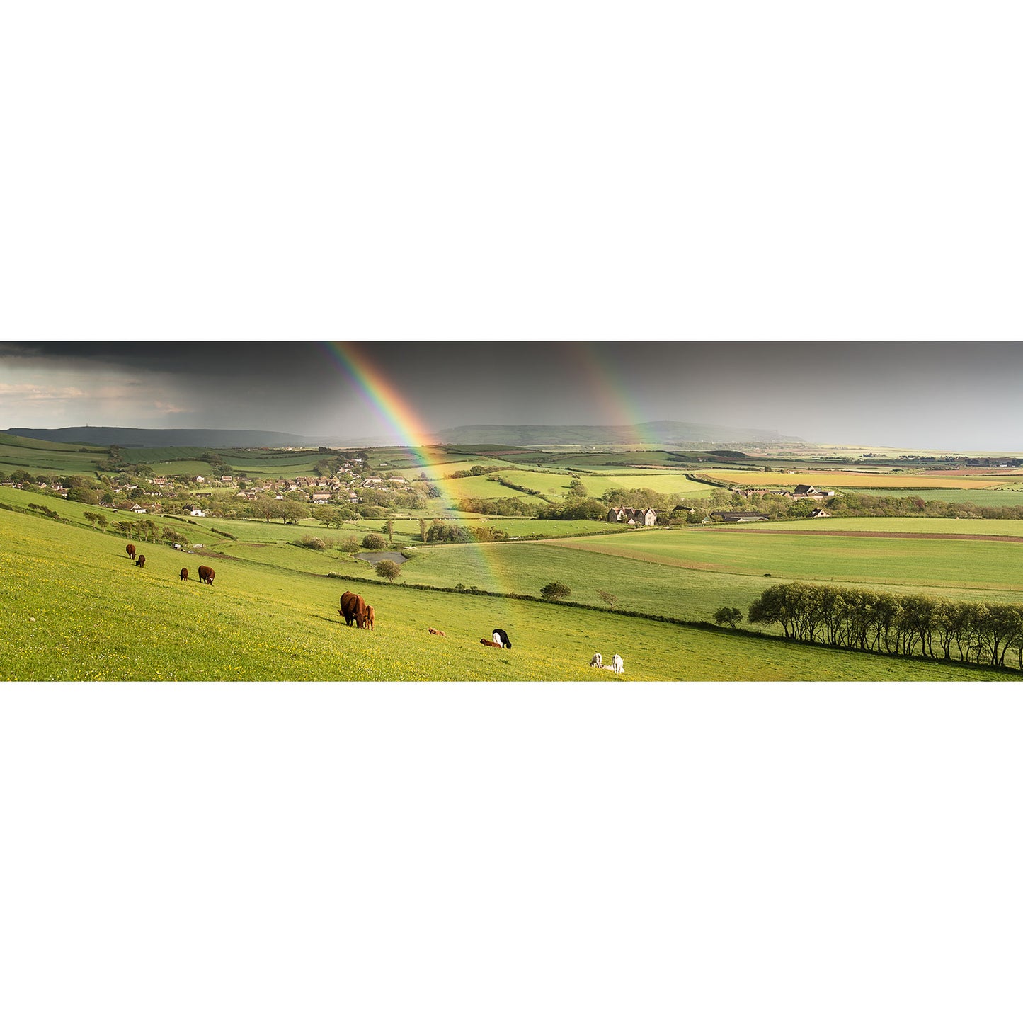 A panoramic view of a rural landscape on the Isle of Wight with a rainbow arching over green fields and grazing cattle captured by Shorwell by Available Light Photography.
