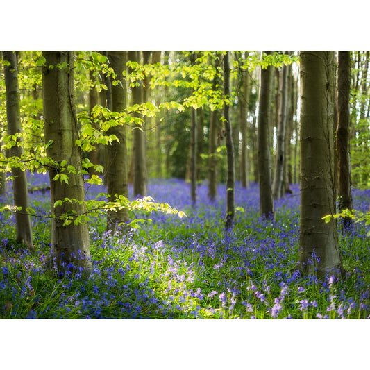 A serene woodland scene on the Isle with a carpet of Bluebells at Calving Close Copse, Cowes under a canopy of fresh green leaves by Available Light Photography.