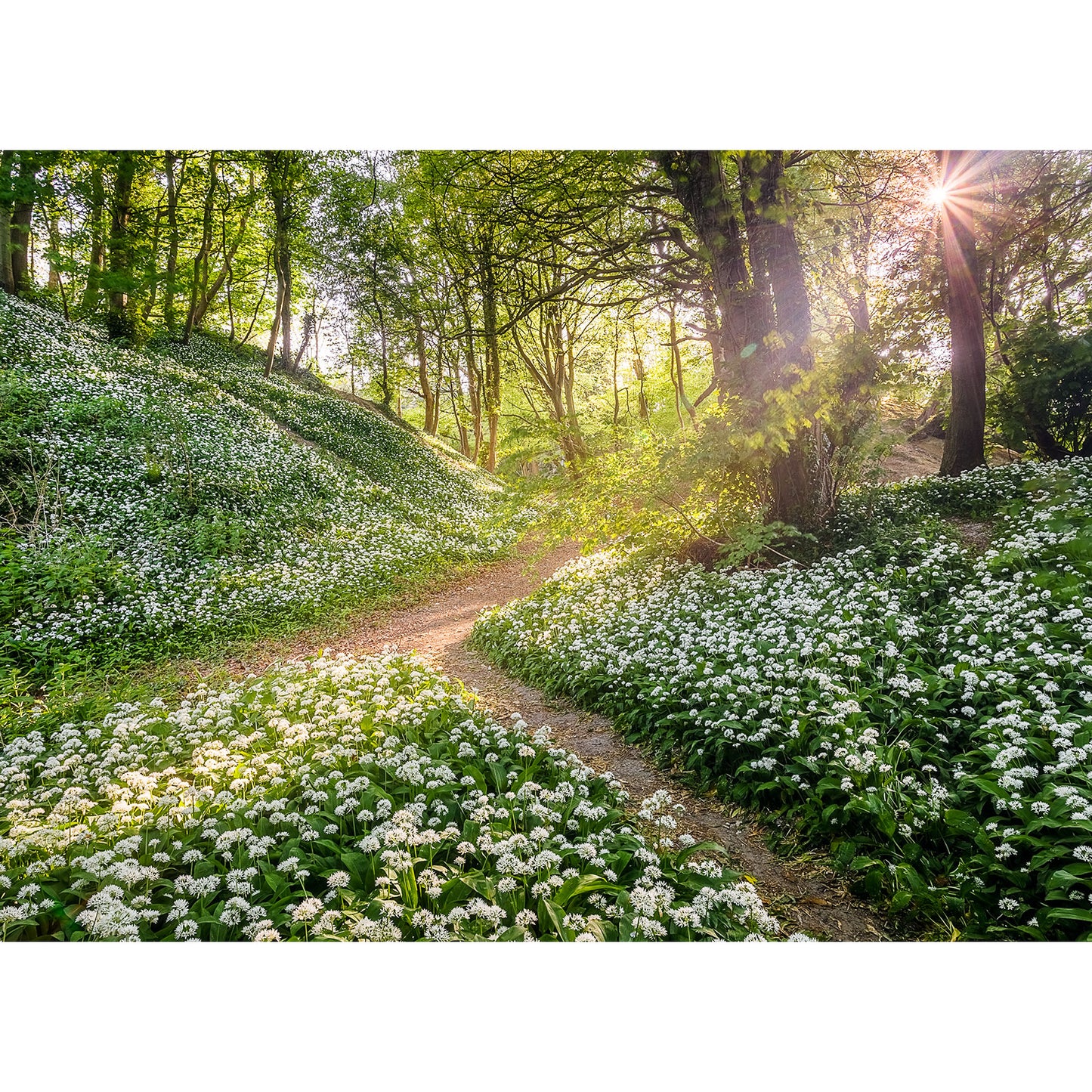 Greatwood Copse filters through the trees onto a path surrounded by wildflowers in a lush forest on the Isle of Gascoigne, captured beautifully by Available Light Photography.