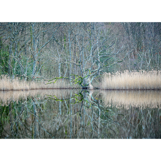 Bare trees and dry reeds reflected on the smooth surface of a tranquil lake at Bembridge Lagoons on the Isle of Wight, captured by Available Light Photography's Reflections.