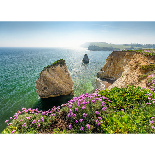 Coastal cliffs and wildflowers overlooking a sunlit ocean on the Isle of Wight captured in a photograph by Available Light Photography featuring Pink Thrift at Freshwater Bay.