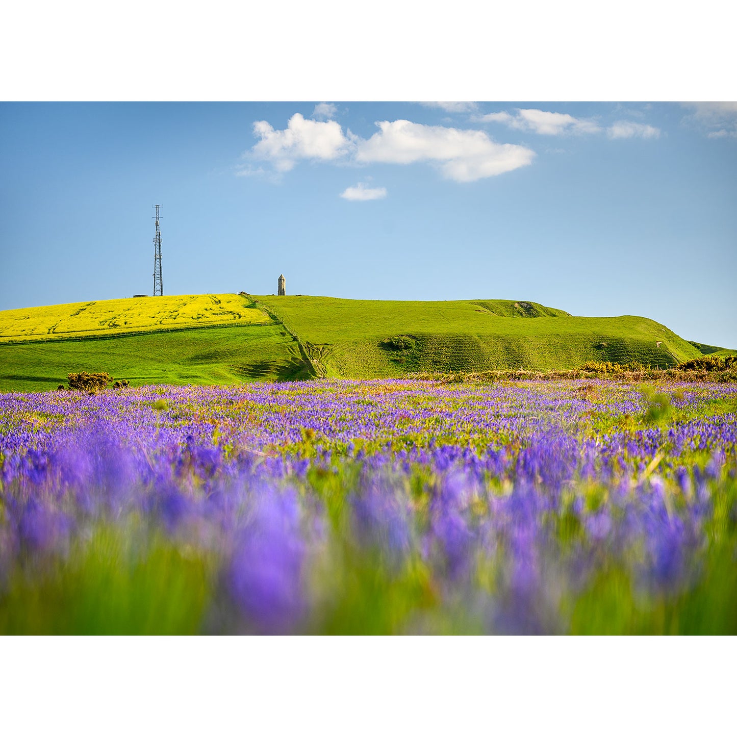 Bluebells, St. Catherine's Down - Available Light Photography