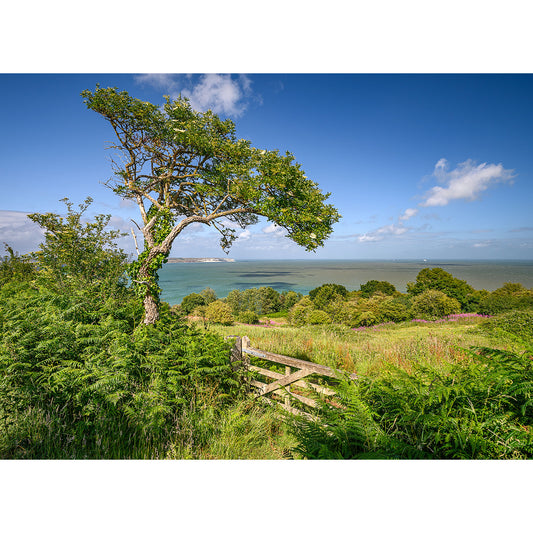 A solitary tree leans over a wooden gate on a lush hillside overlooking the sea under a blue sky with scattered clouds on the Isle of Gascoigne featuring "Looking across Sandown Bay" by Available Light Photography.