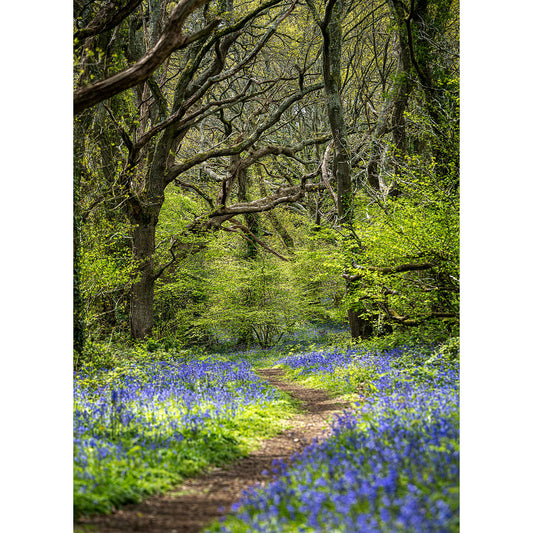 A tranquil forest path lined with Bluebells from Borthwood Copse under a canopy of intertwining branches, reminiscent of a scene Steve might have painted by Available Light Photography.