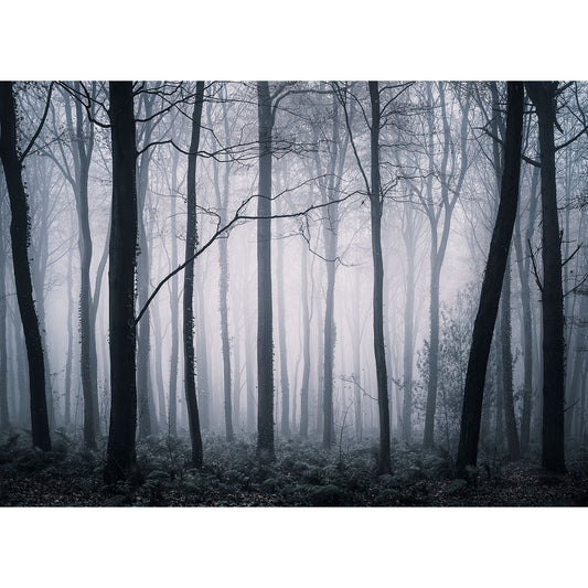 A Brighstone Forest with bare trees enveloped in fog, reminiscent of the eerie landscapes often ventured by Steve, captured beautifully by Available Light Photography.