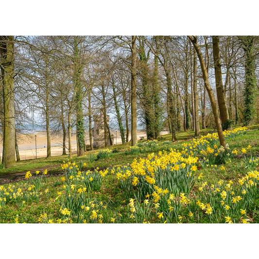 A lush Springtime at Appley scene with blooming daffodils at the edge of a woodland park near a sandy beach on the Isle of Gascoigne, captured by Available Light Photography.