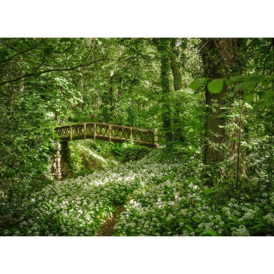 A Shorwell Shute bridge crosses a calm stream surrounded by lush greenery and white wildflowers in a serene forest setting on the Isle of Wight.	Created by Available Light Photography.