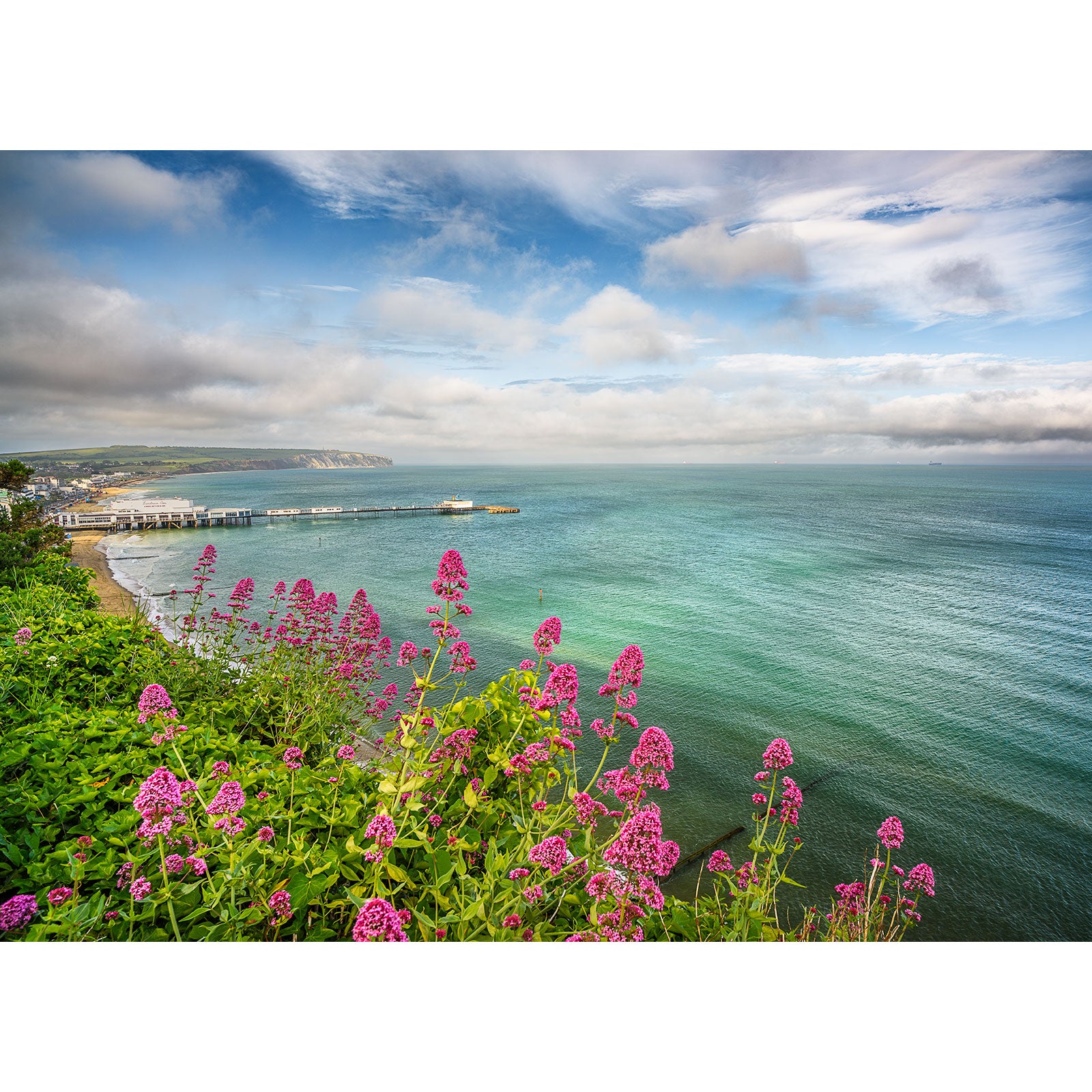 Pink wildflowers frame Sandown Bay’s calm blue-green sea with a distant pier and buildings beneath a partly cloudy sky. Photo by Available Light Photography.