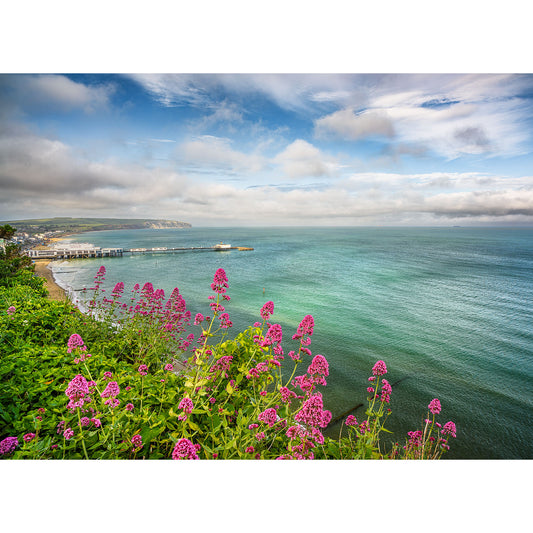 Pink wildflowers frame Sandown Bay’s calm blue-green sea with a distant pier and buildings beneath a partly cloudy sky. Photo by Available Light Photography.