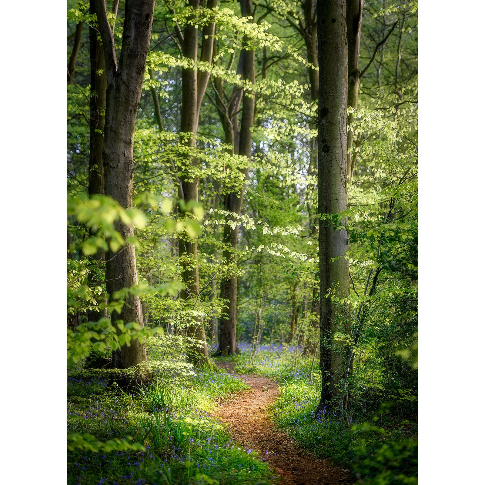 A sunlit path winds through the serene green Isle forest, capturing the beauty of Bluebells from Havenstreet with Available Light Photography.