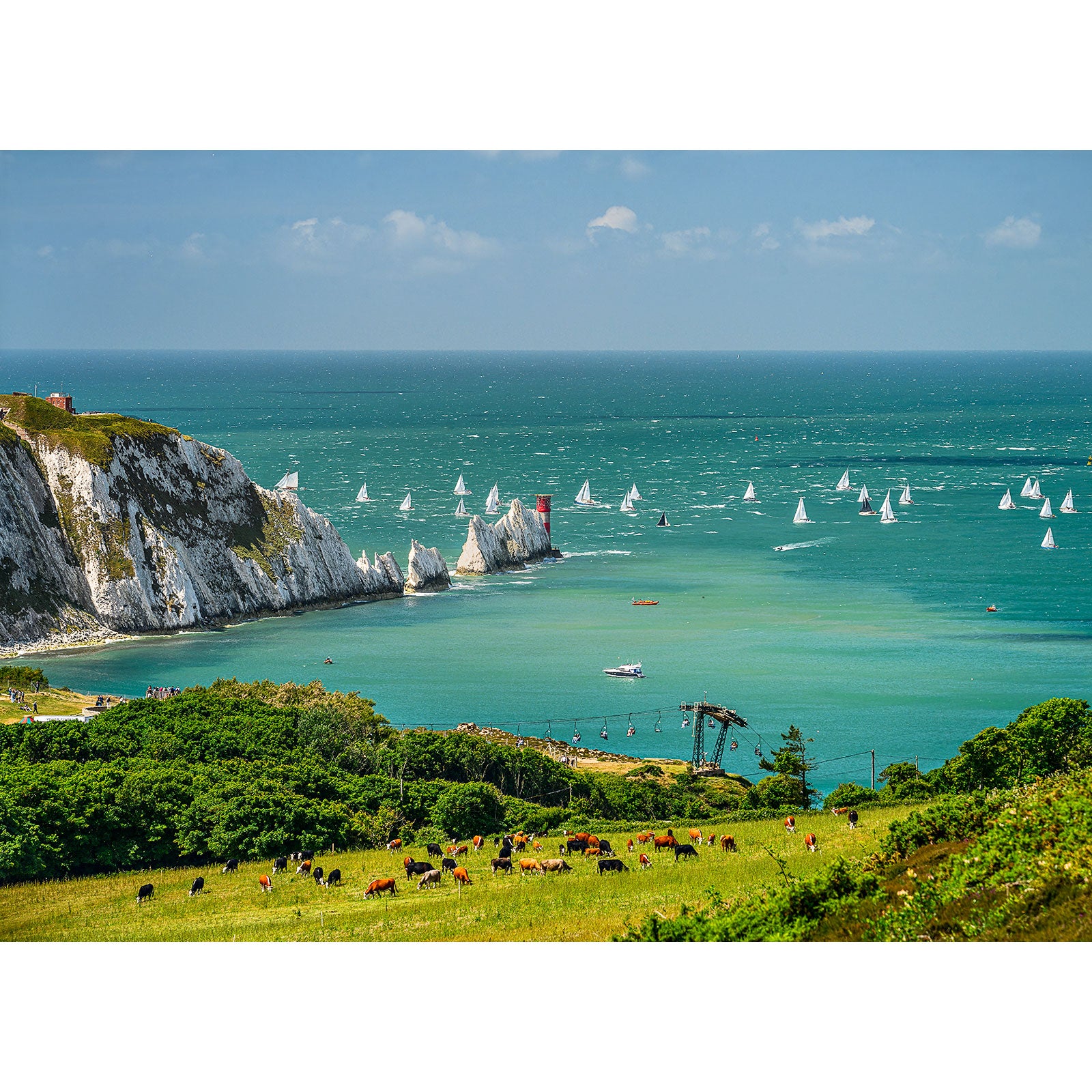 Sailboats racing off the coast of the Isle of Wight with white cliffs, green hills, and grazing cattle in the foreground captured by The Needles from Available Light Photography.