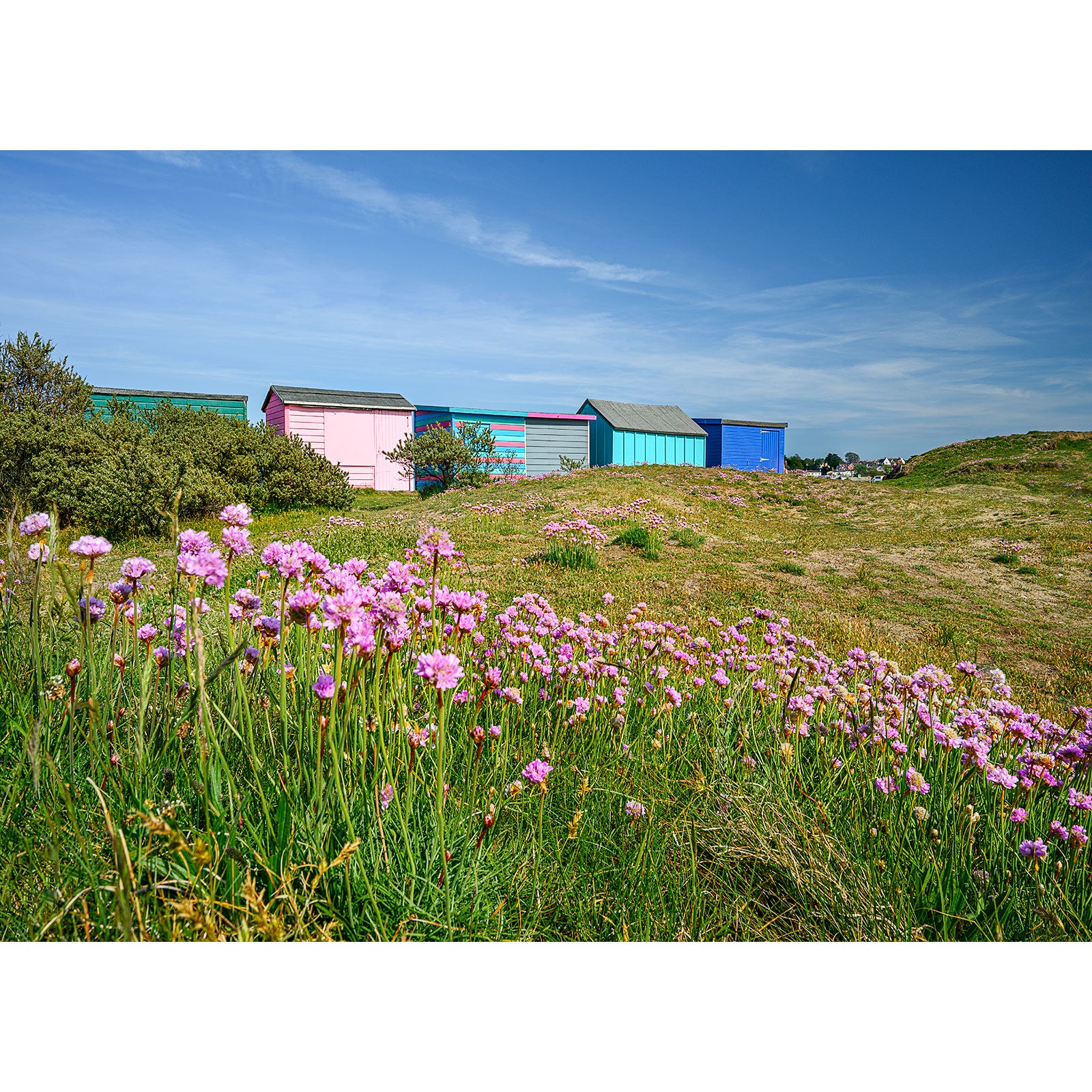 Colorful beach huts behind a field of pink wildflowers on The Duver, St. Helens under a clear blue sky captured by Available Light Photography.