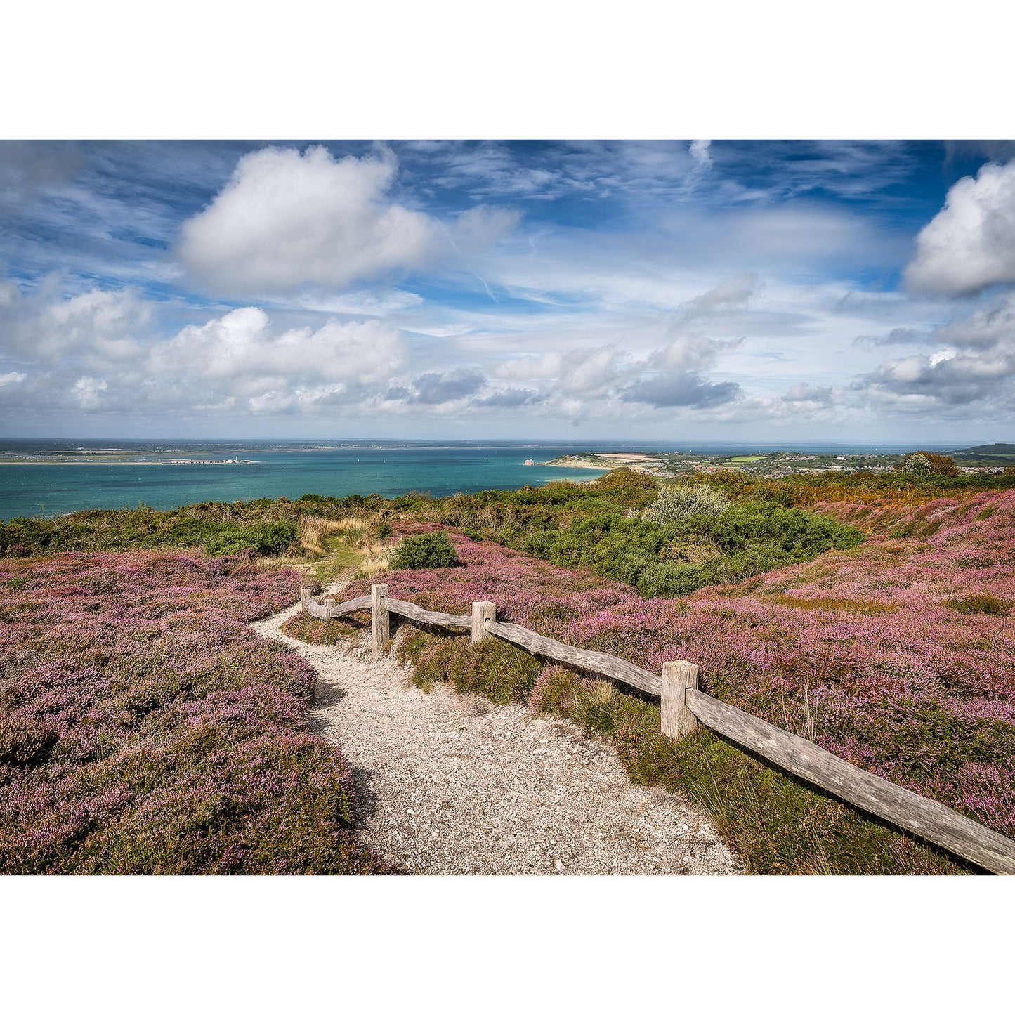 A coastal walkway meandering through a landscape of flowering heather under a blue sky with scattered clouds on the Isle of Wight, like Available Light Photography's Toward Totland from Headon Warren.