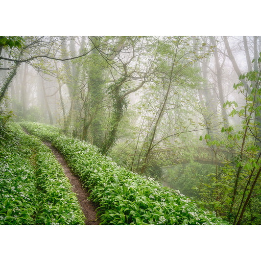 A Shorwell misty forest path surrounded by lush green foliage and blooming bluebells, leading to a wooden bridge obscured by fog, captured beautifully by Available Light Photography.