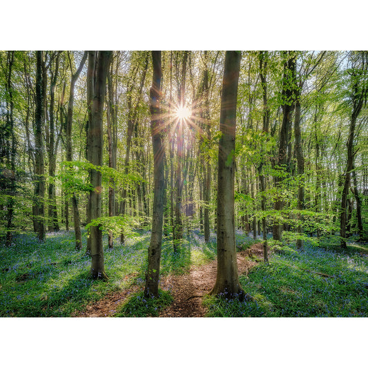 Sunrise filtering through towering trees in Calving Close Copse, Cowes, casting dramatic light rays and illuminating a dense carpet of bluebells by Available Light Photography.