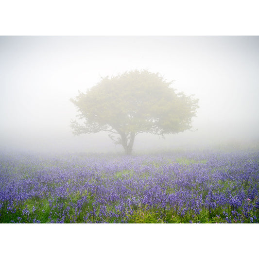 A solitary oak tree stands amid a field of Bluebells in the Mist, Luccombe Down flowers, shrouded in thick fog. Brand name: Available Light Photography