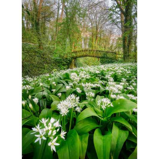 Shorwell by Available Light Photography captures a lush forest with wild garlic flowers beneath a metal footbridge and tall spring trees.