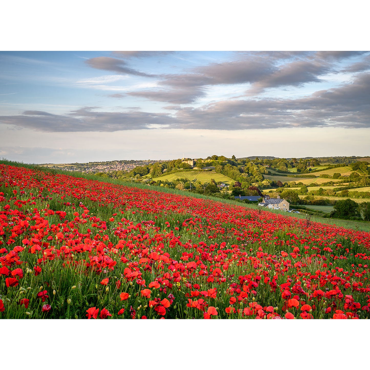 Poppies, Bowcombe" by Available Light Photography captures a vibrant field of red poppies on rolling green hills, dotted with houses under a partly cloudy sky—beautifully enhanced with advanced photo editing.