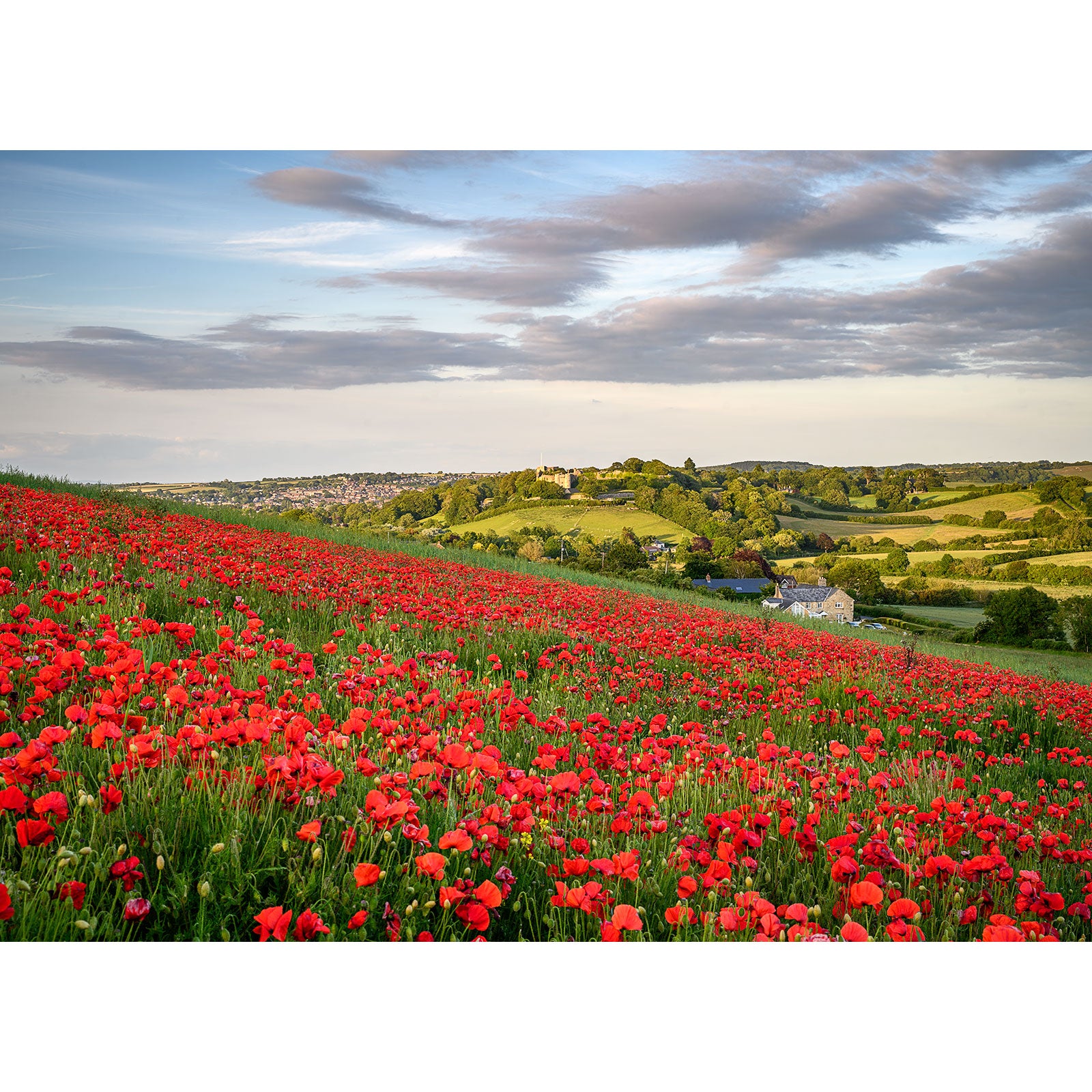 Poppies, Bowcombe" by Available Light Photography captures a vibrant field of red poppies on rolling green hills, dotted with houses under a partly cloudy sky—beautifully enhanced with advanced photo editing.