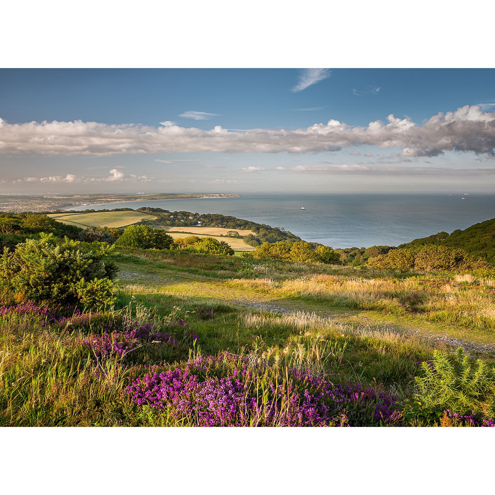 “Sandown Bay from Ventnor Down” by Available Light Photography captures grassy fields, blooming purple wildflowers, green hills, and the shimmering sea beneath a blue sky with scattered clouds.