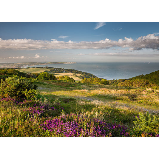 “Sandown Bay from Ventnor Down” by Available Light Photography captures grassy fields, blooming purple wildflowers, green hills, and the shimmering sea beneath a blue sky with scattered clouds.
