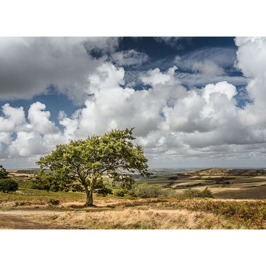 Ventnor Down by Available Light Photography captures a single tree on grassy hills beneath a partly cloudy sky, its silhouette framed by rolling hills in the background.