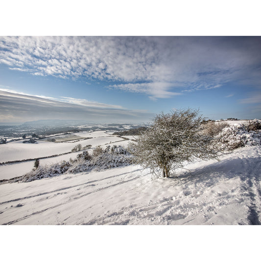 Snow over Brading Down" by Available Light Photography captures a solitary tree on a snowy hillside, overlooking fields and distant hills beneath a partly cloudy winter sky.