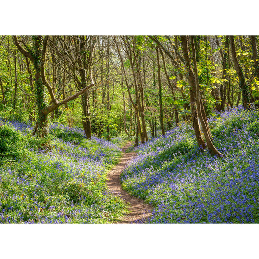 A narrow path winds through woodland near Mottistone Manor, with tall trees and dense bluebells carpeting the ground. “Bluebells, Mottistone” by Available Light Photography captures this tranquil scene.