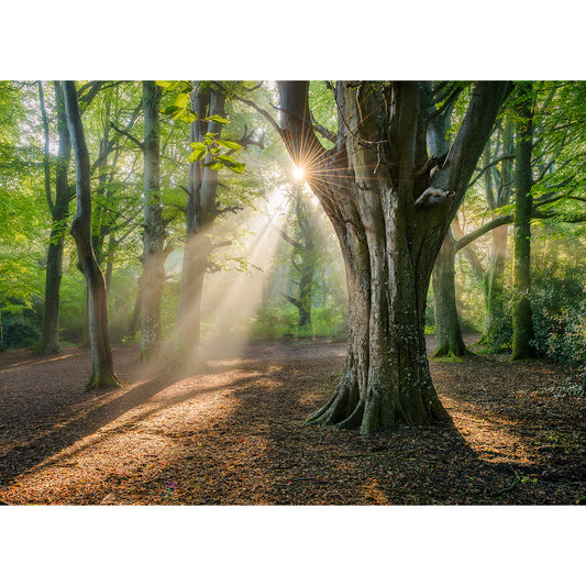 Sunlight streams through tall trees in Borthwood Copse, casting rays and shadows on the leafy ground. Captured by Available Light Photography. Sorry, there is no product description provided to identify SEO keywords.
