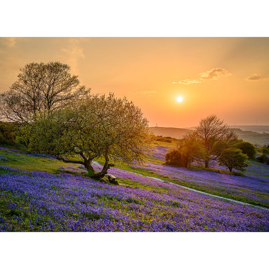 Bluebells, Ventnor Down" by Available Light Photography captures a field of blooming bluebells at sunset, dotted with trees beneath a clear sky.