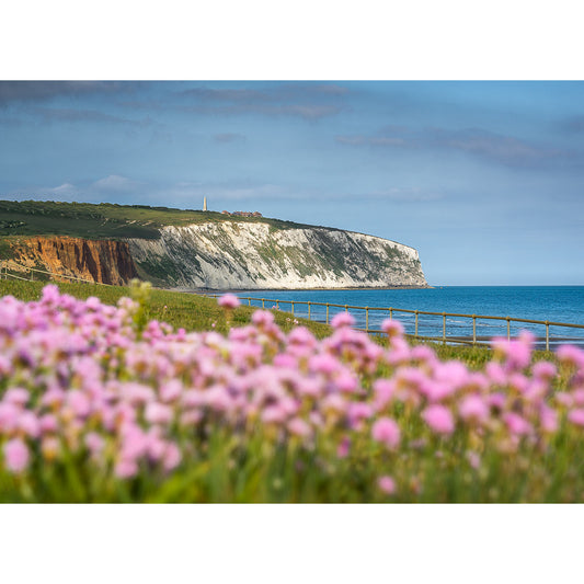 Pink Thrift flowers, a wooden fence, and Culver Cliff’s soaring white chalk face above the sea under blue skies—captured by Available Light Photography—make Pink Thrift, Culver Cliff an ideal choice for your space.