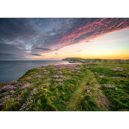 Pink Thrift, Freshwater Bay by Available Light Photography captures grassy seaside cliffs with pink wildflowers, overlooking the ocean at sunset beneath dramatic clouds.