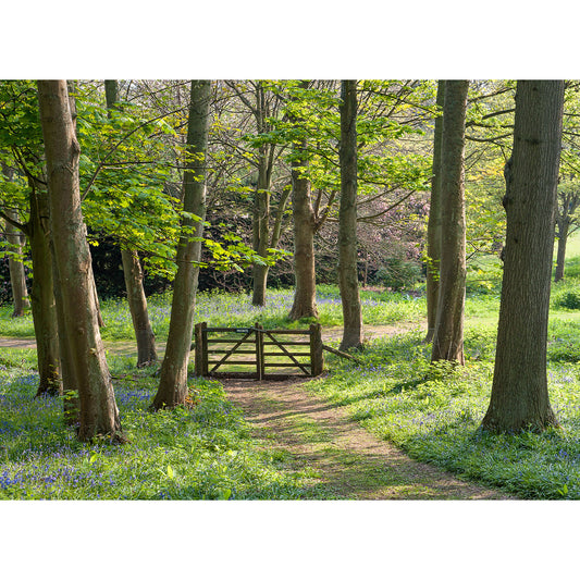 Bluebells at Mottistone - Available Light Photography