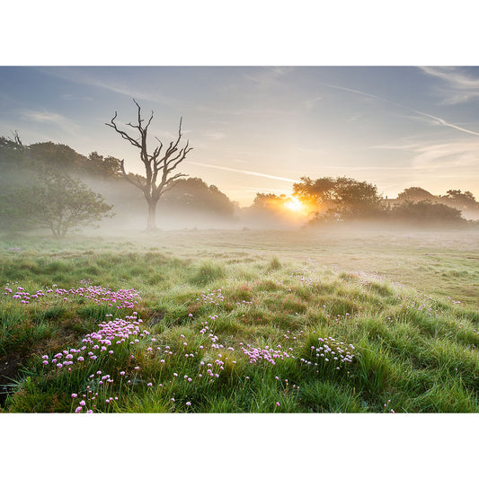Misty sunrise over a tranquil meadow with a solitary dead tree and wildflowers in the foreground, reminiscent of a The Duver, St. Helens landscape.