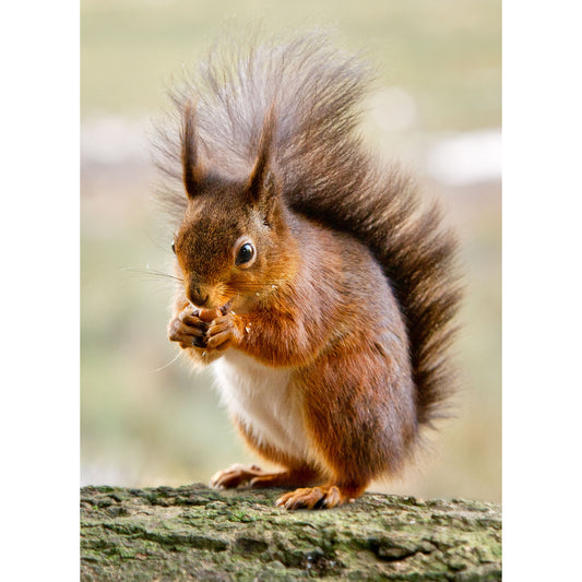 Red Squirrel, Alverstone - Available Light Photography